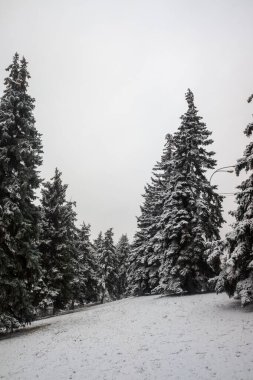 Kış parkı, manzara, karlı orman. Kış.