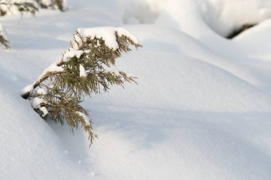 Küçük yeşil bir ladin dalı kışın karla kaplıdır..