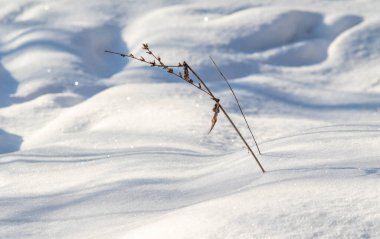 Arkaplan olarak kar, karın altından kuru bir dal