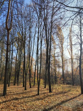 Parkta yaprakları olmayan uzun ağaçlar, sonbahar manzarası, açık güneşli bir gün..