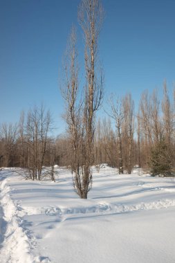 Kış manzarası, orman, doğal park.