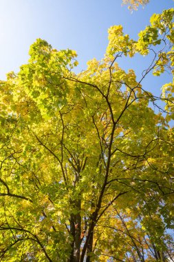 Mavi gökyüzüne karşı güzel sonbahar ağaçları. Sonbaharın parlak renkleri, doğa.
