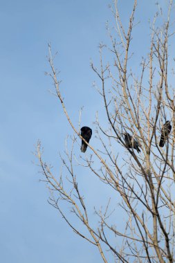 Kışın kardaki kara karga.