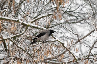 Kışın kardaki kara karga.