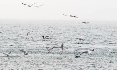 Martılar denizin ve gökyüzünün arka planında uçar..
