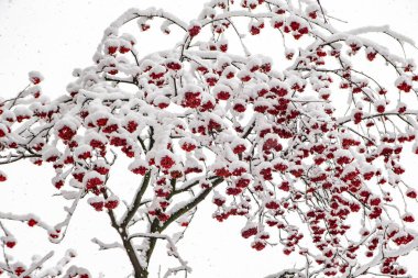 Ağaçların karlı dalları beyaz bir gökyüzü arka planına karşı. Kış.