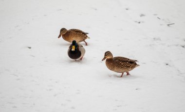 Kışın kardaki vahşi ördekler.