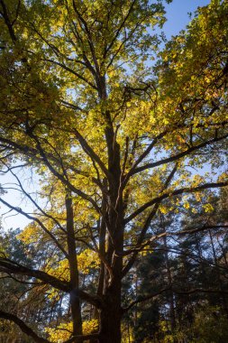 Sonbahar manzarası, gökyüzünde parlak yaprakları olan ağaçlar..