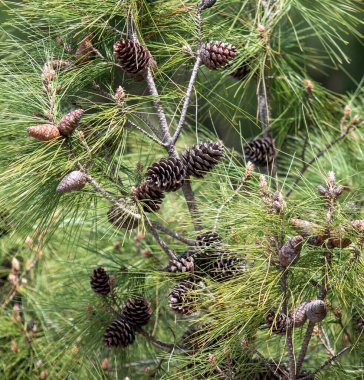 Tropikal çam ağacı, doğada ağaç..