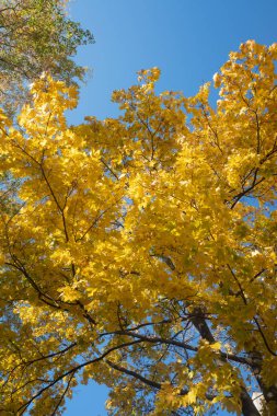Sonbahar manzarası, gökyüzünde parlak yaprakları olan ağaçlar..