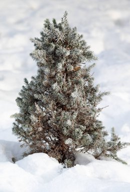 Kar beyazı kar altında ladin dalları, kış havası..