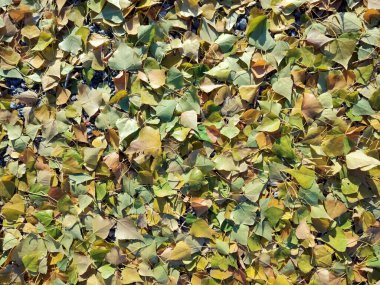 Yerdeki parlak sonbahar yeşilliklerinin arkaplanı.