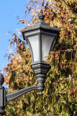 Parkta dekoratif lamba, doğa..