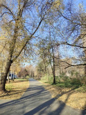 Parkta yaprakları olmayan uzun ağaçlar, sonbahar manzarası, açık güneşli bir gün..