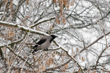 Kışın kardaki kara karga.