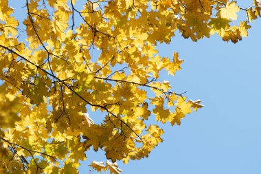 Sonbahar manzarası, gökyüzünde parlak yaprakları olan ağaçlar..