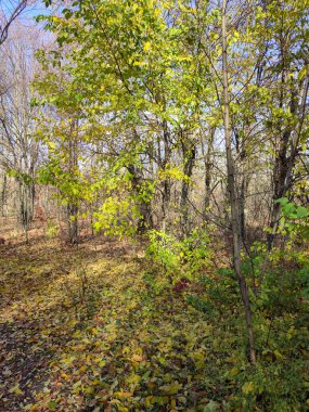 Parkta yaprakları olmayan uzun ağaçlar, sonbahar manzarası, açık güneşli bir gün..
