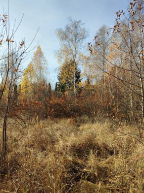Parkta yaprakları olmayan uzun ağaçlar, sonbahar manzarası, açık güneşli bir gün..