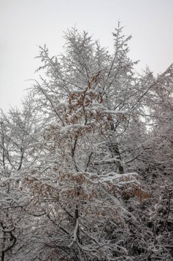 Ağaçların karlı dalları beyaz bir gökyüzü arka planına karşı. Kış.
