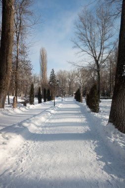 Kış manzarası, orman, doğal park.