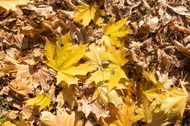 Yerde sarı yapraklar, sonbahar manzarası.