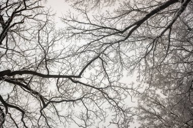 Ağaçların karlı dalları beyaz bir gökyüzü arka planına karşı. Kış.