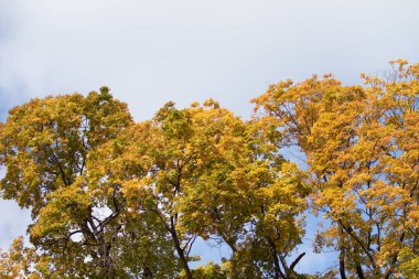 Mavi gökyüzüne karşı güzel sonbahar ağaçları. Sonbaharın parlak renkleri, doğa.
