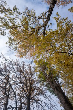 Sonbahar ağaçlarının dalları gökyüzüne karşı. Alt görünüm.