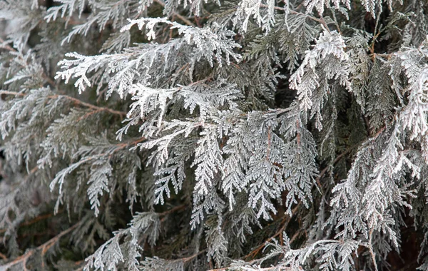 Smrkové Větve Sněhobílém Sněhu Zimní Nálada — Stock fotografie