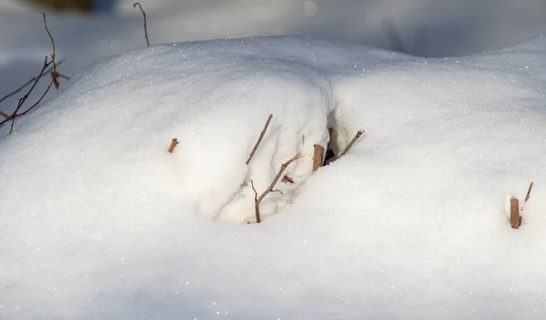 Sneeuw Als Achtergrond Droge Tak Van Onder Sneeuw — Stockfoto