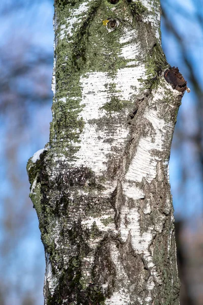 Vinterpark Landskap Snöig Skog Vinter — Stockfoto