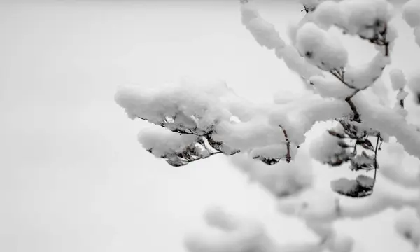 Zasněžené Větve Stromů Bílém Pozadí Oblohy Winter — Stock fotografie