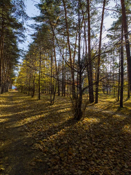 Wysokie Drzewa Bez Liści Parku Jesienny Krajobraz Słoneczny Dzień — Zdjęcie stockowe