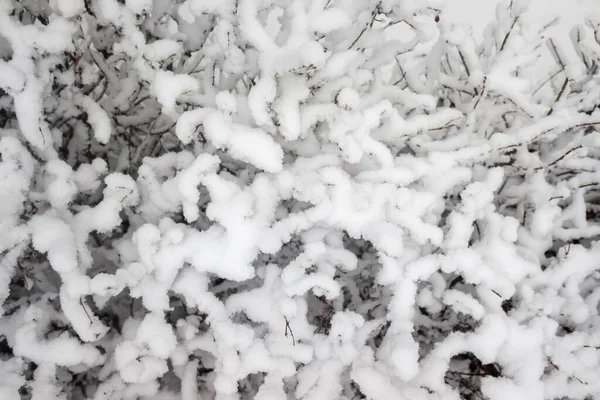 Sneeuwachtige Takken Van Bomen Tegen Een Witte Lucht Achtergrond Winter — Stockfoto