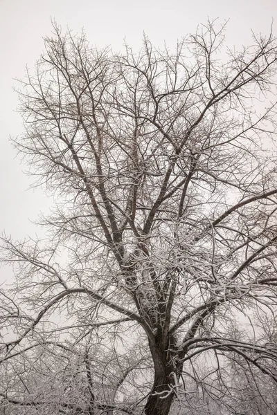 雪白的树枝映衬着白色的天空背景 — 图库照片