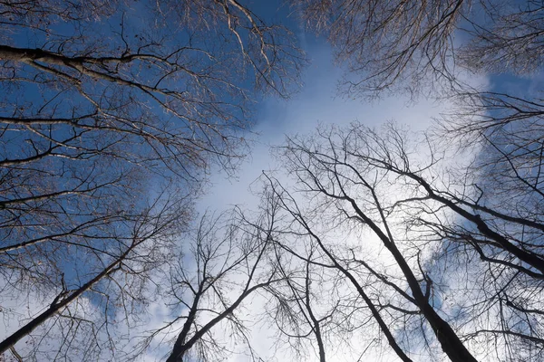 白い雲と青い空に対して葉のない秋の木 下のビュー — ストック写真