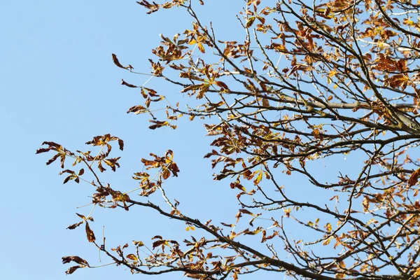 Осінній Пейзаж Дерева Яскравим Листям Фоні Неба — стокове фото