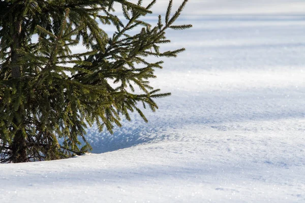 Malá Zelená Smrková Větev Zimě Pokryta Sněhem — Stock fotografie