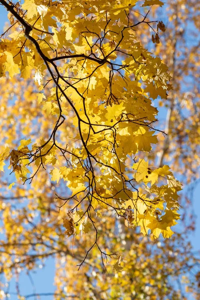 Осенний Пейзаж Деревья Яркими Листьями Фоне Неба — стоковое фото