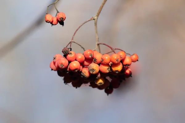 Doğada Bir Buket Kırmızı Kızılcık Çileği — Stok fotoğraf