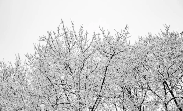 Rami Innevati Alberi Sullo Sfondo Cielo Bianco Inverno — Foto Stock