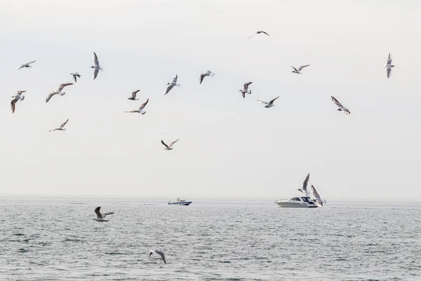 Seagulls Fly Background Sea Sky — Stock Photo, Image