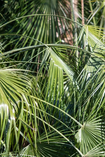 Palmeras Hojas Verdes Paisaje Natural —  Fotos de Stock