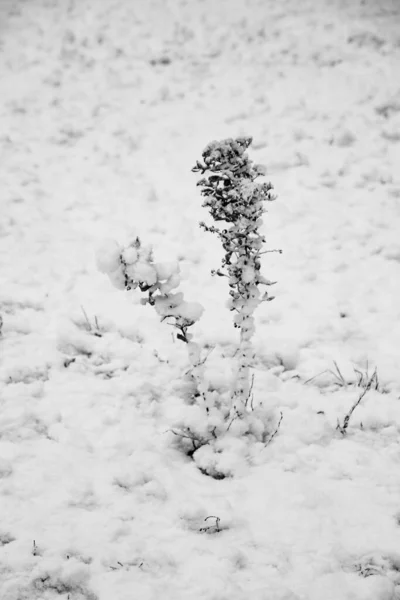 Snöiga Grenar Träd Mot Vit Himmel Bakgrund Vinter — Stockfoto