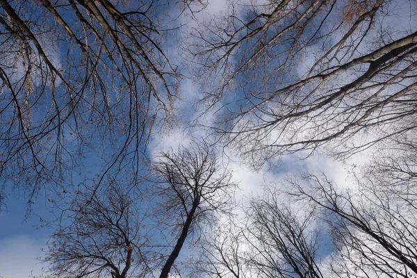 白い雲と青い空に対して葉のない秋の木 下のビュー — ストック写真