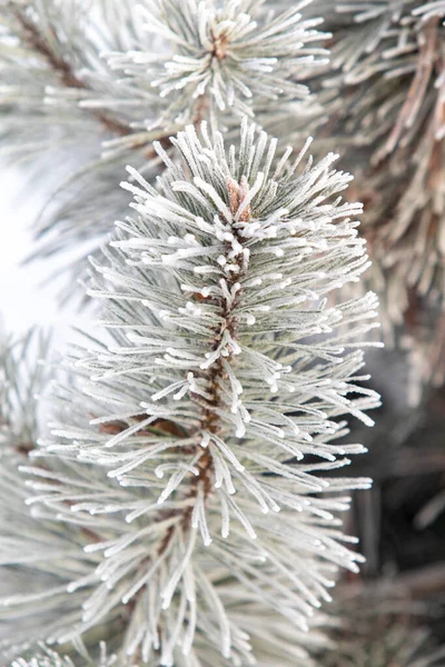 云杉分枝在雪白的雪地里 冬季的心情 — 图库照片