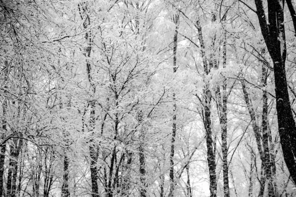 Zasněžené Větve Stromů Bílém Pozadí Oblohy Winter — Stock fotografie