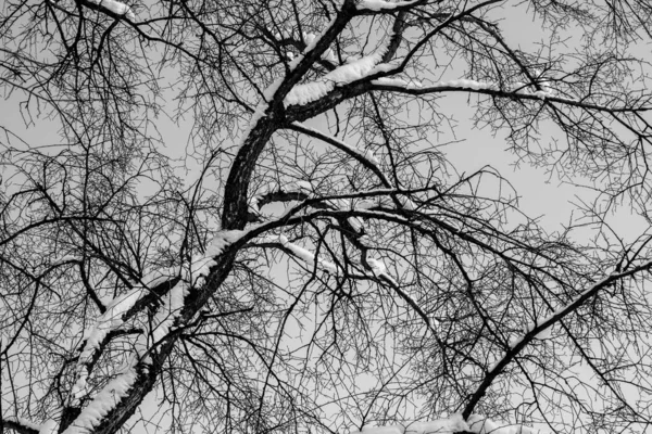 Branches Arbres Nus Contre Ciel Hiver — Photo
