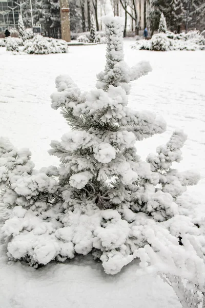 Schneebedeckte Äste Von Bäumen Vor Weißem Himmel Winter — Stockfoto