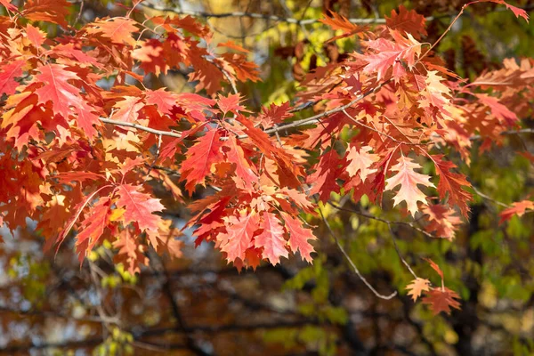 秋の風景 空に対して明るい葉を持つ木 — ストック写真